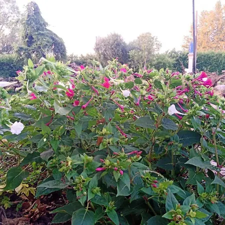 Gioiasulgarda 아파트